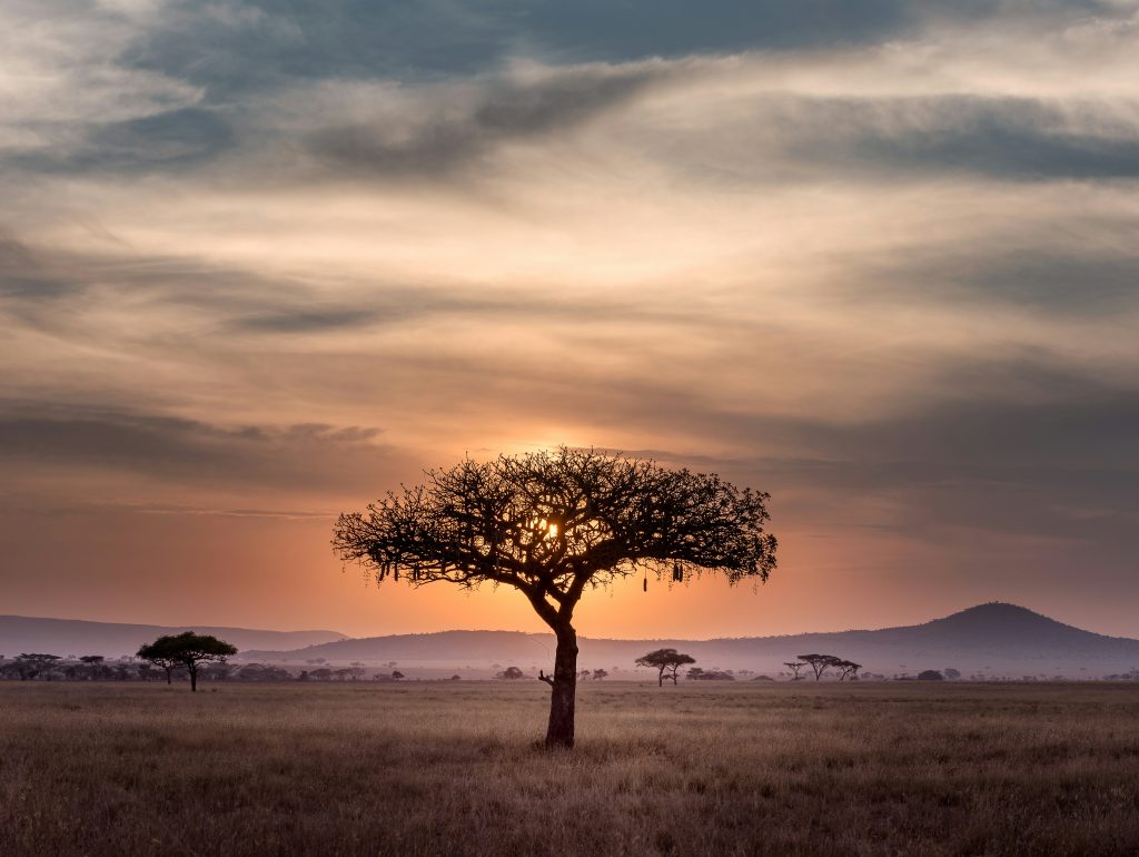 Savana África do Sul