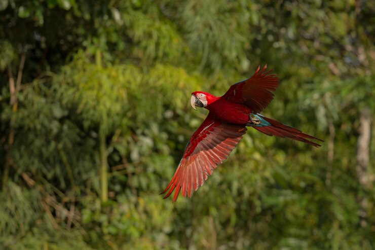 Ave costa rica