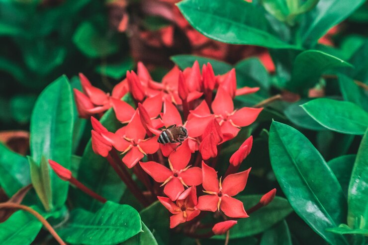 ixora 