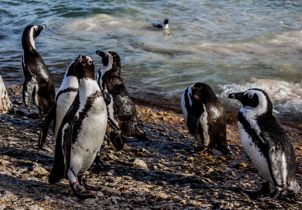 Pinguins