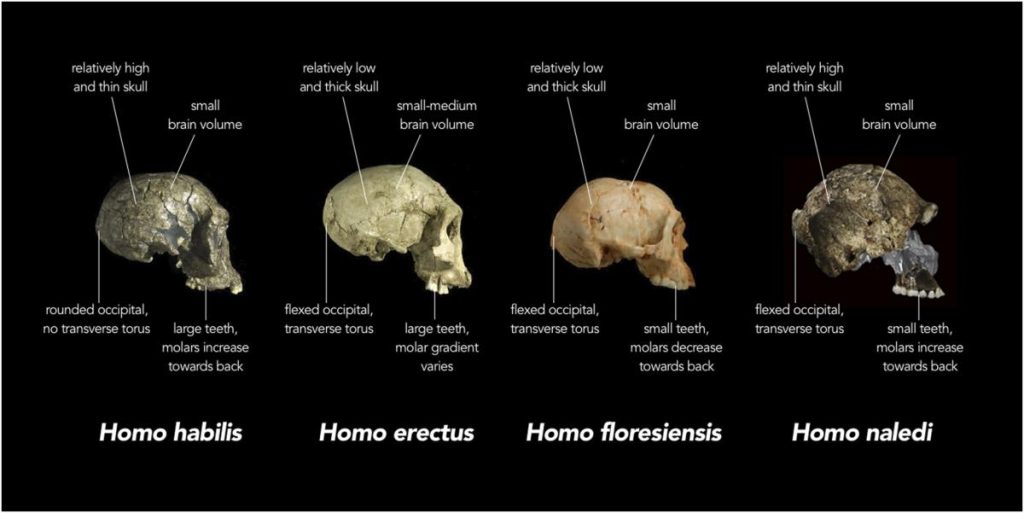 cranios encontrados na África do Sul