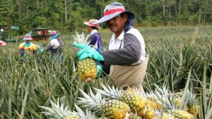 Na Costa Rica o ananás ou o abacaxi são frutas muito presentes na agricultura.