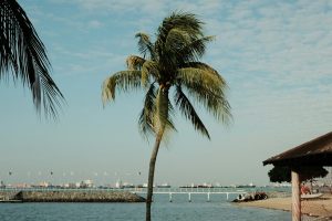 Areal tranquilo do East Coast Park com palmeiras alinhadas à beira-mar sob um céu limpo
